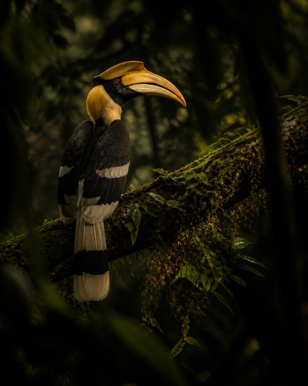 Great Hornbill in the forest canopy